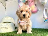 Dizayn Irk Sevimli Maltipoo Yavrular