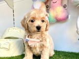 Dizayn Irk Sevimli Maltipoo Yavrular