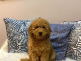 Orijinal Minyatür Poodle