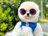 Ayıcık Surat Pomeranian Yavrular