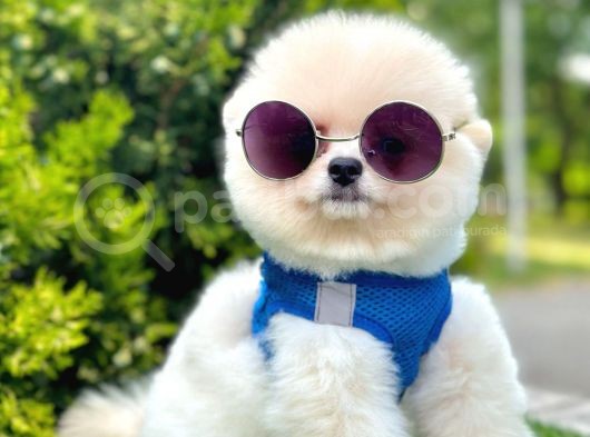 Ayıcık Surat Pomeranian Yavrular görsel