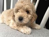 Orijinal Poodle Ayarında F1 Maltipoo