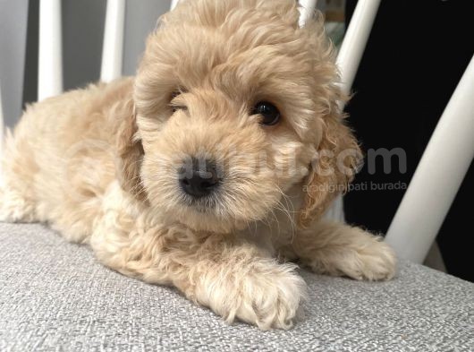 Orijinal Poodle Ayarında F1 Maltipoo görsel