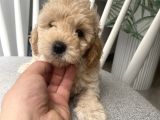 Orijinal Poodle Ayarında F1 maltipoo
