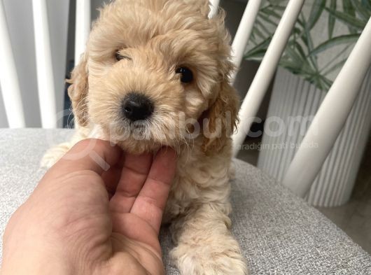 Orijinal Poodle Ayarında F1 Maltipoo