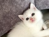 Scottish Fold