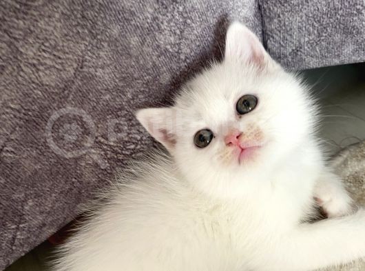 Scottish Fold görsel