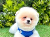 Ayıcık Surat Pomeranian Yavrular