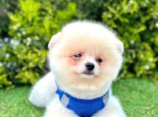 Ayıcık Surat Pomeranian Yavrular görsel