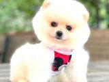 ÜST KALİTE POMERANİAN BOO YAVRULAR