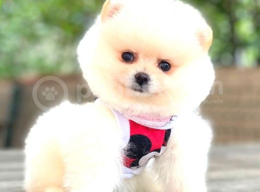 Üst Kali̇te Pomerani̇an Boo Yavrular