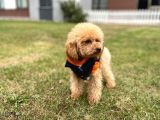 Orijinal Toy Poodle Apricot