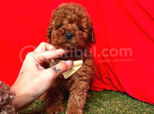 RED BROWN A KALİTE TOY POODLE YAVRULARIMIX