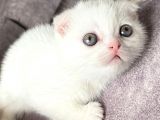 Scottish Fold