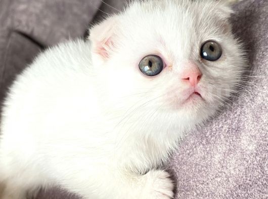 Scottish Fold