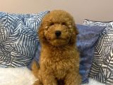Orijinal Minyatür Poodle