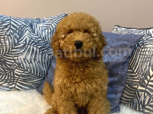 Orijinal Minyatür Poodle görsel