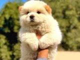 ÜST KALİTE CHOW CHOW YAVRULAR