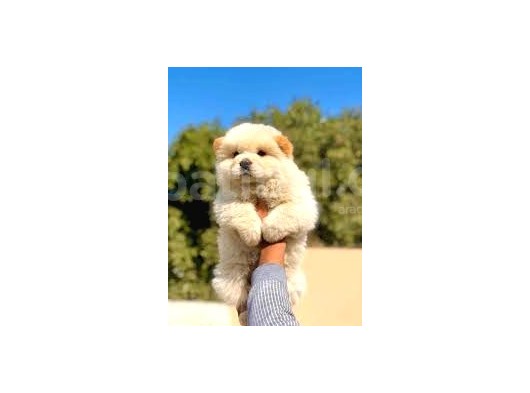 Üst Kali̇te Chow Chow Yavrular