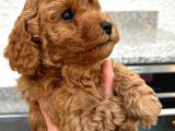 ÜST KALİTE COCKAPOO YAVRULAR