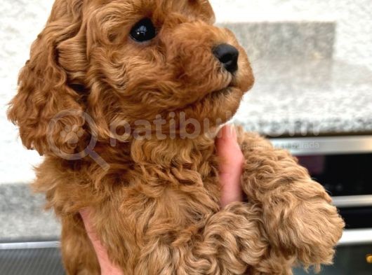 Üst Kali̇te Cockapoo Yavrular