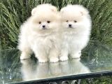 Mini boy Pomeranian Boo Yavrusu