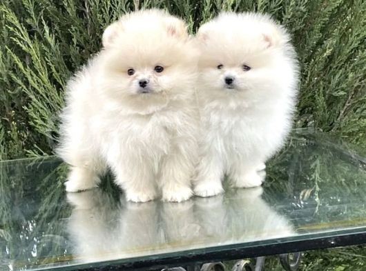 Mini Boy Pomeranian Boo Yavrusu