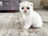 Scottish Fold