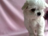 Minik maltese terrier