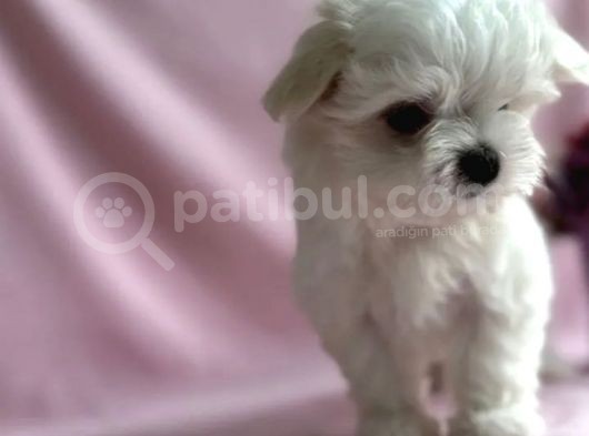 Minik Maltese Terrier
