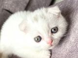 Scottish Fold