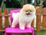Sempatik Safkan Pomeranian Boo Bebeğimiz Pablo