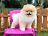 Sempatik Safkan Pomeranian Boo Bebeğimiz Pablo
