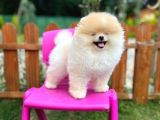 Sempatik Safkan Pomeranian Boo Bebeğimiz Pablo