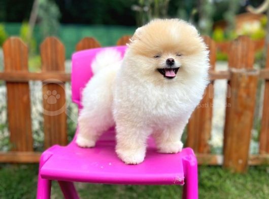 Sempatik Safkan Pomeranian Boo Bebeğimiz Pablo görsel