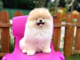 Sempatik Safkan Pomeranian Boo Bebeğimiz Pablo