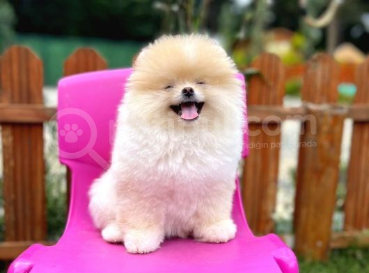 Sempatik Safkan Pomeranian Boo Bebeğimiz Pablo görsel