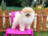 Sempatik safkan pomeranian Boo bebeğimiz pablo