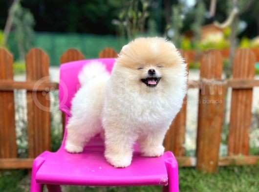 Sempatik Safkan Pomeranian Boo Bebeğimiz Pablo