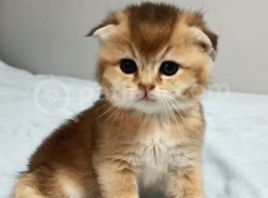 Tek Yavru Kaldı Uygun Son Gün  görsel