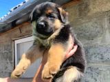 Irkının En Iyisi German Shepperd Dogs