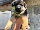 Irkının en iyisi German shepperd dogs