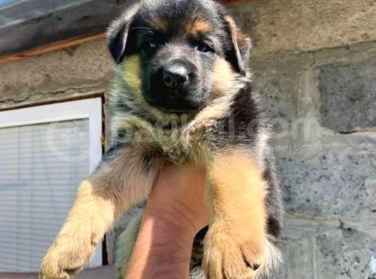 Irkının En Iyisi German Shepperd Dogs