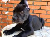 Tosun Gibi Cane Corso Yavrusu