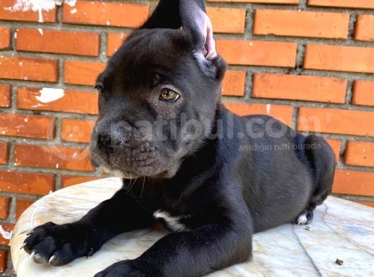 Tosun Gibi Cane Corso Yavrusu görsel
