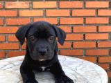 Tosun gibi Cane corso yavrusu