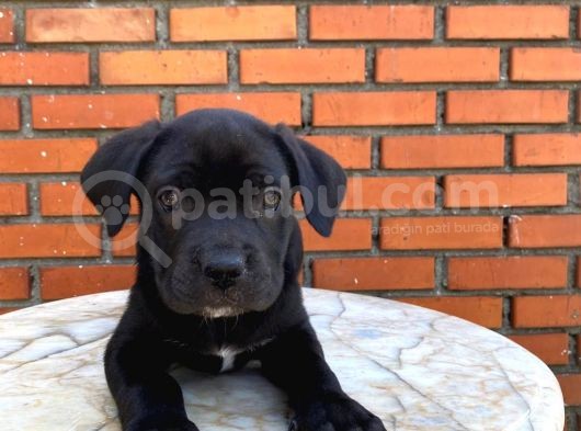 Tosun Gibi Cane Corso Yavrusu