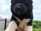 Harika Amerikan Akita Yavruları