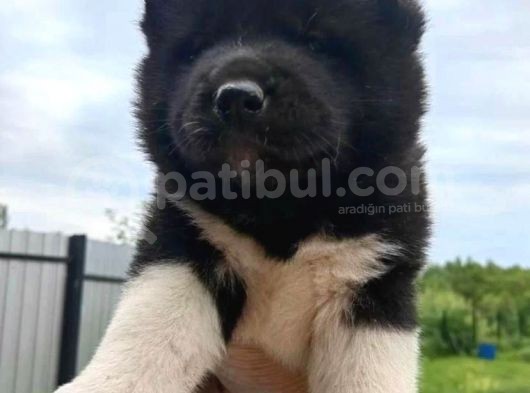 Harika Amerikan Akita Yavruları görsel