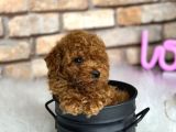 Show Kalite Toy Poodle Yavruları
